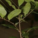 Tapura guianensis Habit