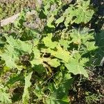 Solanum viarum Feuille