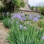 Iris pallidaFlower