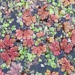 Azolla filiculoides Lapas