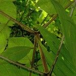 Cordia dwyeri Other