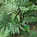 Onoclea sensibilis Hábito