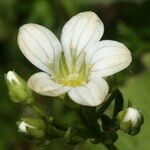 Saxifraga trifurcata Blüte