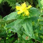 Hypericum grandifolium ফুল