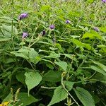 Strobilanthes attenuata موطن