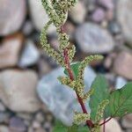 Amaranthus spinosusVirág