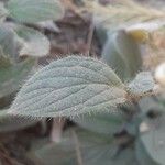 Phacelia hastata Folha