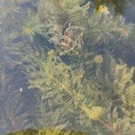 Elodea densa برگ