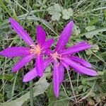 Colchicum multiflorumЦветок