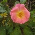 Rosa gallica Bloem