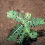 Phyllanthus amarus Blatt