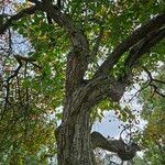 Crataegus persimilis Агульны выгляд