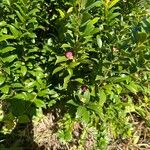 Syzygium paniculatum 葉