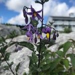 Solanum dulcamara花