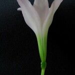 Zephyranthes lindleyana Flower