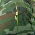 Carex pallescens Fruit