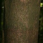 Eperua falcata Bark