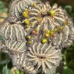 Uebelmannia pectinifera Flor