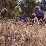 Setaria faberi Fleur