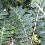 Cirsium erisithales Leaf