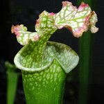 Sarracenia leucophylla 葉