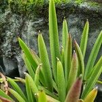 Brassavola nodosa Leaf