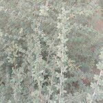 Prosopis cineraria Leaf