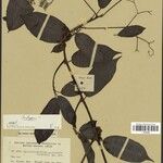 Sparattanthelium guianense Leaf
