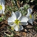 Oenothera albicaulis 花