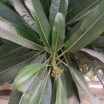 Plumeria obtusa Blatt