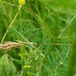 Vicia hirsuta Levél