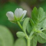 Kallstroemia pubescens Flor