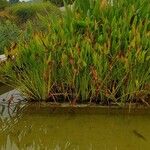 Pontederia cordata Libunga