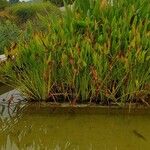 Pontederia cordata Habit