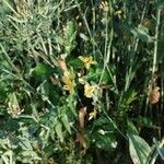 Brassica napus Kukka