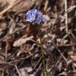 Gilia achilleifolia Hábito