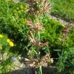 Agastache mexicanaКвітка