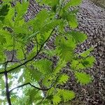 Quercus conferta Hoja