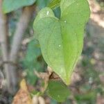 Dioscorea polystachya Hoja