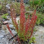 Rumex bucephalophorus 形态