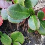 Bergenia stracheyi Deilen