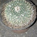 Mammillaria uncinataHábito