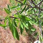 Prunus dulcis ഇല