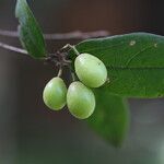 Microcos schmitzii Frucht