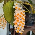 Dendrobium thyrsiflorum Flor