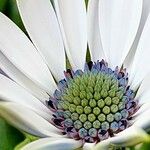 Osteospermum ecklonis Blomma