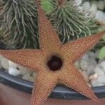 Huernia pillansii