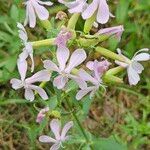 Saponaria officinalisफूल