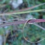 Bothriochloa ischaemum Плід