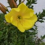 Oenothera glazioviana Virág